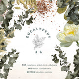 EUCALYPTUS